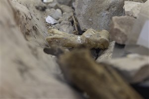 Image description is not available for 2011.9.5